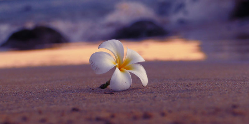 Une fleur sur la plage